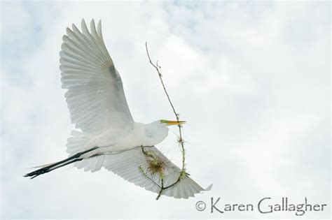 Photographing White Birds Views Infinitum