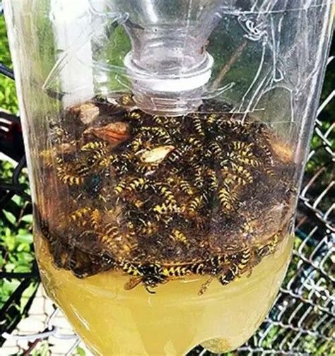 Easy Homemade Wasp Trap Wasp Traps Homemade Wasp Trap Bee Traps