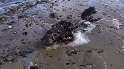 Watch Mysterious Mermaid Creature Washes Up On Beach Metro Video