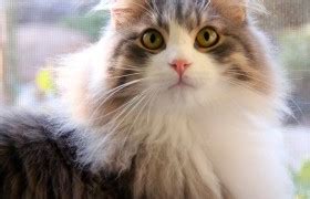 Siberian cat information, pictures, facts and videos.siberian cats are beautiful with athletic frames, remarkably domestic, and make wonderful family pets, despite their untamed appearance. Coat Color - Croshka Siberians