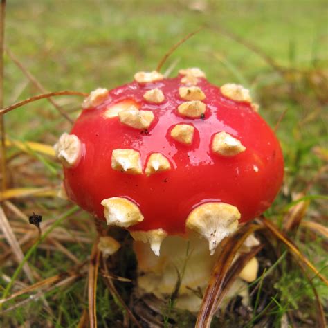 An Austin Homestead Wild Edibles Mushrooms