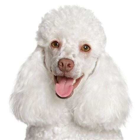 Poodle Names French Standard Toy Names For Poodles