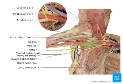 Median Nerve Anatomy Origin Branches Course Kenhub