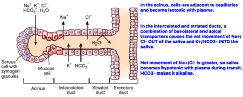 Gastrointestinal Physiology Flashcards Quizlet