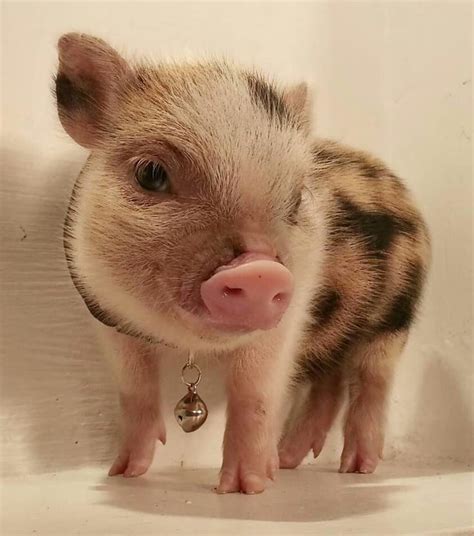 936 Best ☮ Adorable Pigs And Piglets Images On Pinterest Little