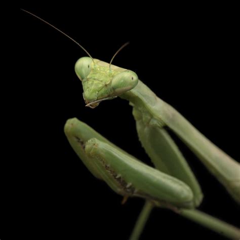 Praying Mantis Facts And Photos