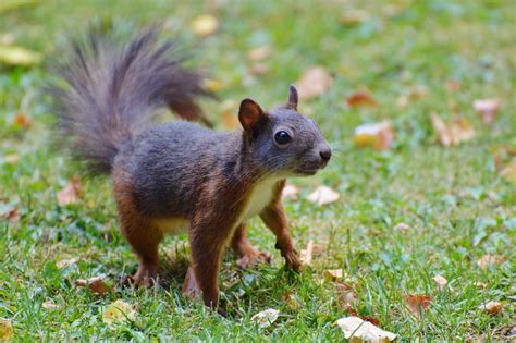 Selective Focus Photography Of Brown Squirrel · Free Stock Photo