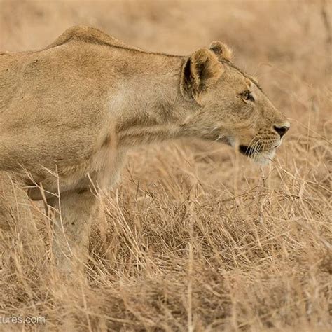 Image Result For Lion Ears Leoa
