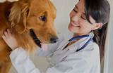 Images of Doctor For Pets
