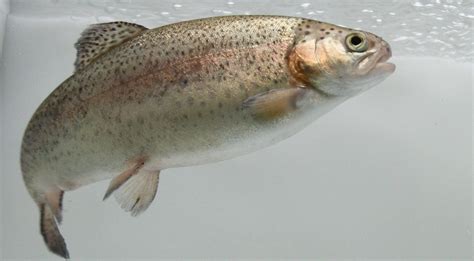 We did not find results for: Rainbow trout can be sold as salmon, says China ...