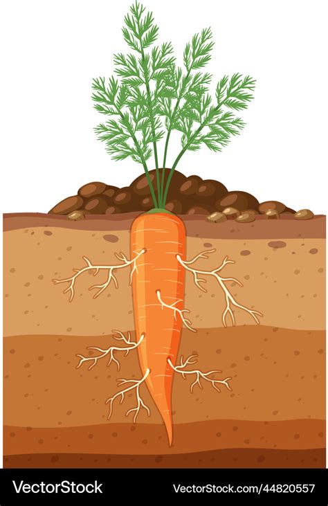 Carrot Plant With Root System Royalty Free Vector Image