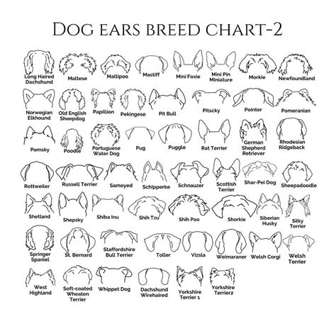 The Dog Ears Breed Chart Is Shown In Black And White