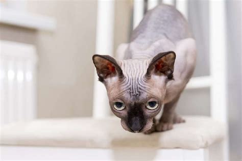 Since its founding in 1991, the efrc has served as a. Male Sphynx Cat Found To Be Experiencing Gender Transition ...