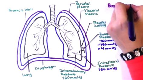 How Breathing Occurs Explained Under 4 Minutes Biology