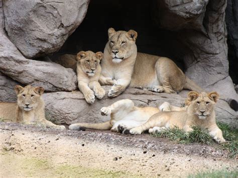Baby Lions With Mom Smithsonian Photo Contest Smithsonian Magazine