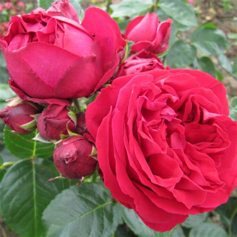 Red Eden Rose Red Climber Style Roses