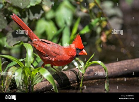 Common Cardinal Cardinalis Cardinalis Male Usa Florida Corkscrew