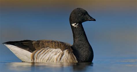 Brant Identification All About Birds Cornell Lab Of Ornithology