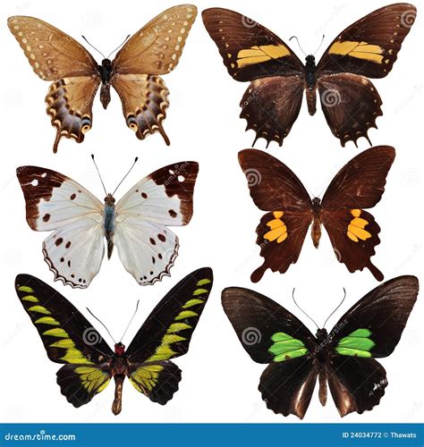 Collection Of Colored Butterflies Stock Photo Image Of Collection