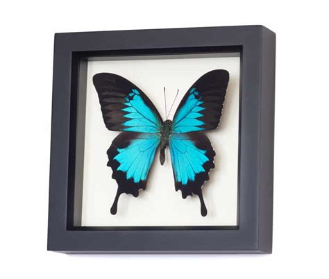 Papilio Ulysses For Sale Blue Mountain Swallowtail Bug