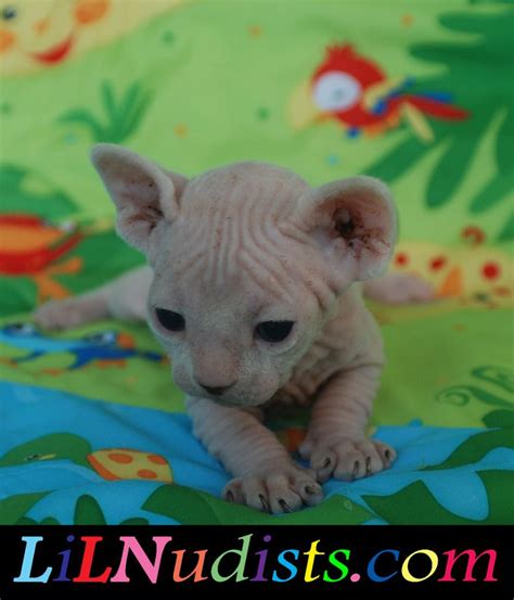 Bambino And Sphynx Hairless And Dwarf Cats And Kittens Sphynx