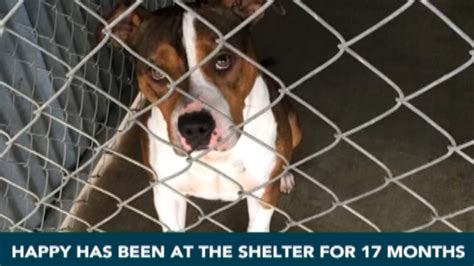 Local Dog Looking For Forever Home After 17 Months In Shelter 6abc