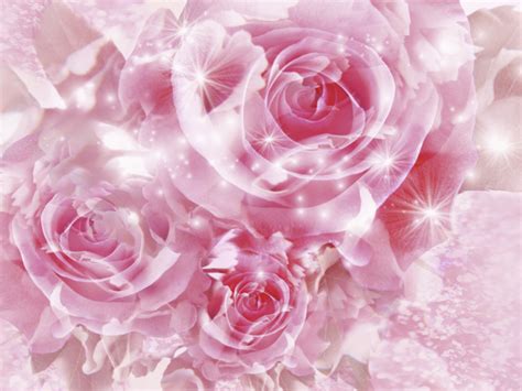 Download Special Pink Roses Wallpaper Background Imagebank Biz By