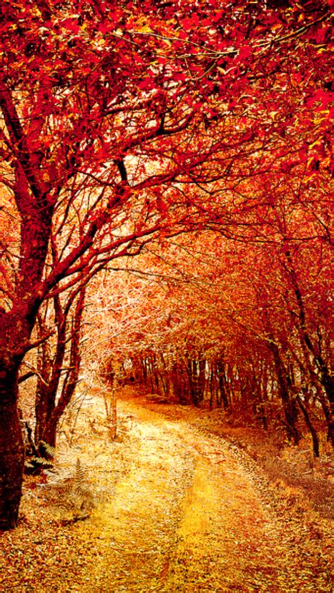Warm Forest Source Autumn Scenery Beautiful Forest