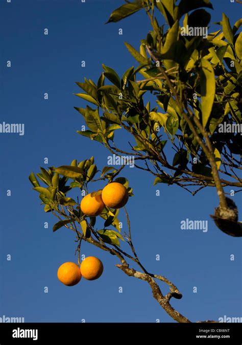 Orange Tree Fruit Morocco Hi Res Stock Photography And Images Alamy