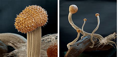 Amazing Photos Taken Through A Microscope Cool Photos Fungi