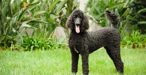 Poodle Breed Information The Ultimate Guide Breed Advisor