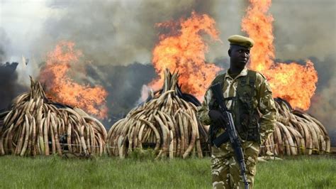 Millions Of Dollars Of Tusks Horn Burn In Kenya Cnn