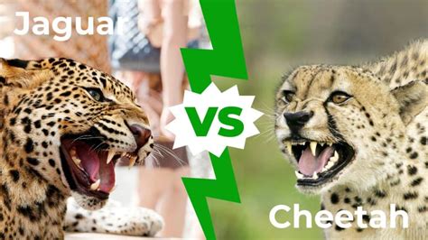 Jaguar Vs Cheetah Who Would Win In A Fight Imp World
