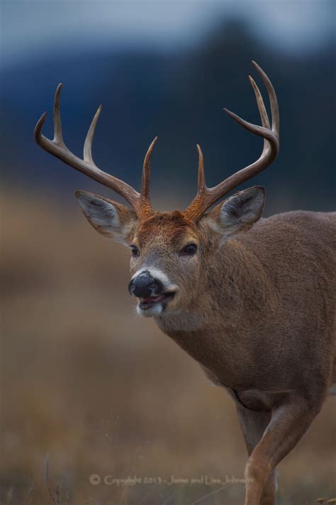 Whitetail Buck Primed For Procreation The Spokesman Review