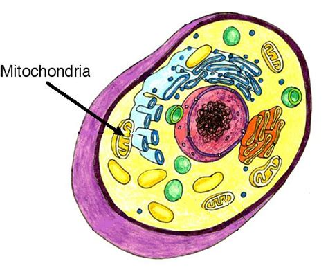 Mitochondria provides energy for most chemical reactions in the cell in the form of atp which is generated via aerobic respiration. Mitochondria