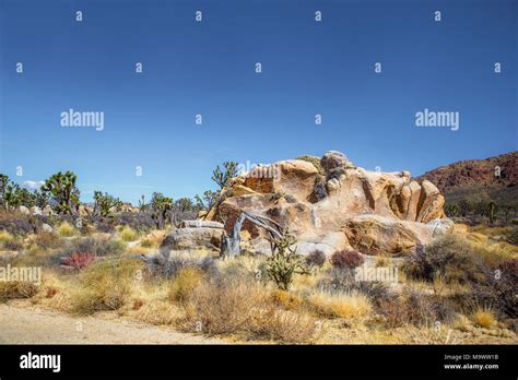 A Large Boulder Surrounded By Small Joshua Trees And Assorted Foliage