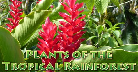 Tropical Rainforest Plants List Information Pictures Facts