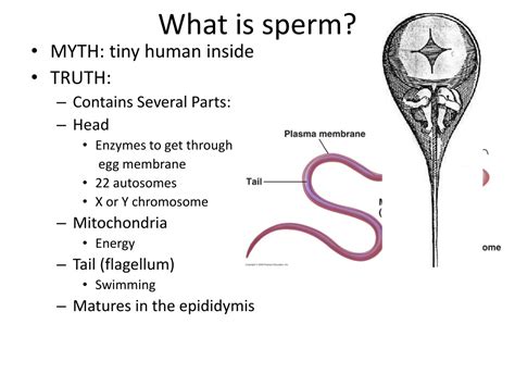 Ppt Human Reproductive System Powerpoint Presentation Free Download