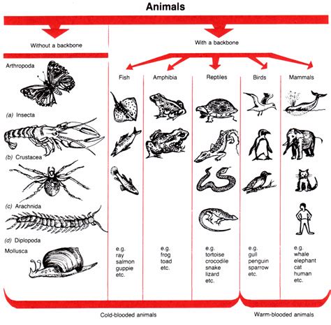 Invertebrates And Vertebrates Chart