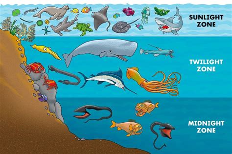 Top 103 Facts About Animals Under The Sea
