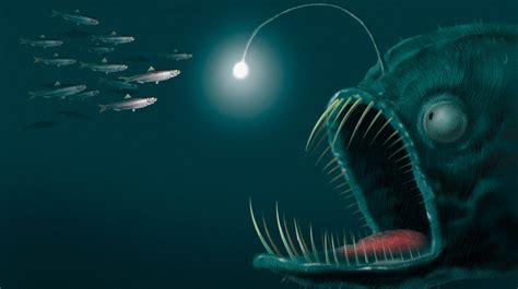 Three In Four Deep Sea Animals Are Bioluminescent Breakthrough Study