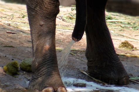 Männliche Elefant Urinieren In Der Wilden In Thailandsüdostasien Stockfoto Und Mehr Bilder Von
