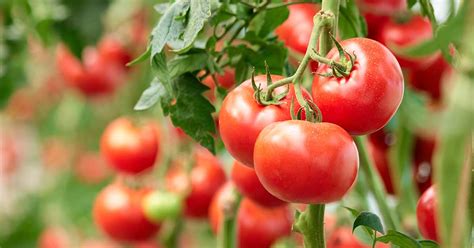 Tomato Growing Basics Prairie Gardens And Jeffrey Alans