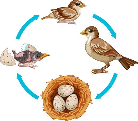 Life Cycle Of Bird On White Background 2288498 Vector Art At Vecteezy