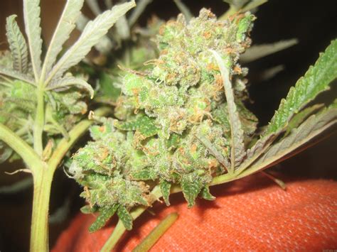 I live in washington heights, home of the haze. Cannalope Haze (by DNA Genetics Seeds) :: SeedFinder ...