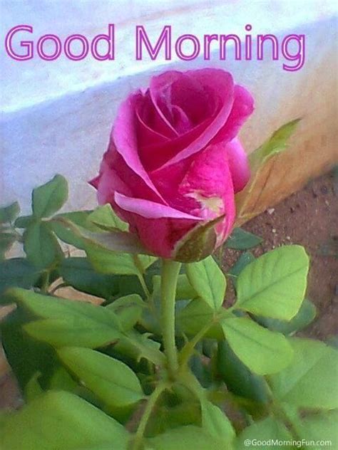 Good Morning Pink Rose Pictures Photos And Images For Facebook