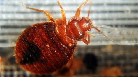 Face Of Blood Sucking Bugs In Delaware