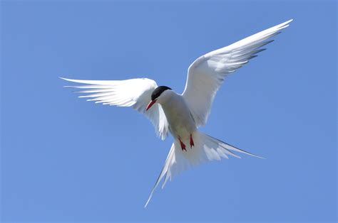 Arctic Tern On Farne Arctic Tern Defending Its Territory Lindsay