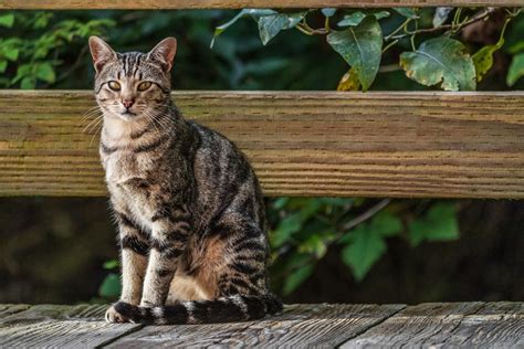 American Short Hair Cat Breed Facts And Characteristics 2022