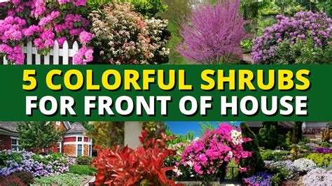 Top 5 Colorful Shrubs For Front Of House 🏡 Garden Trends Youtube